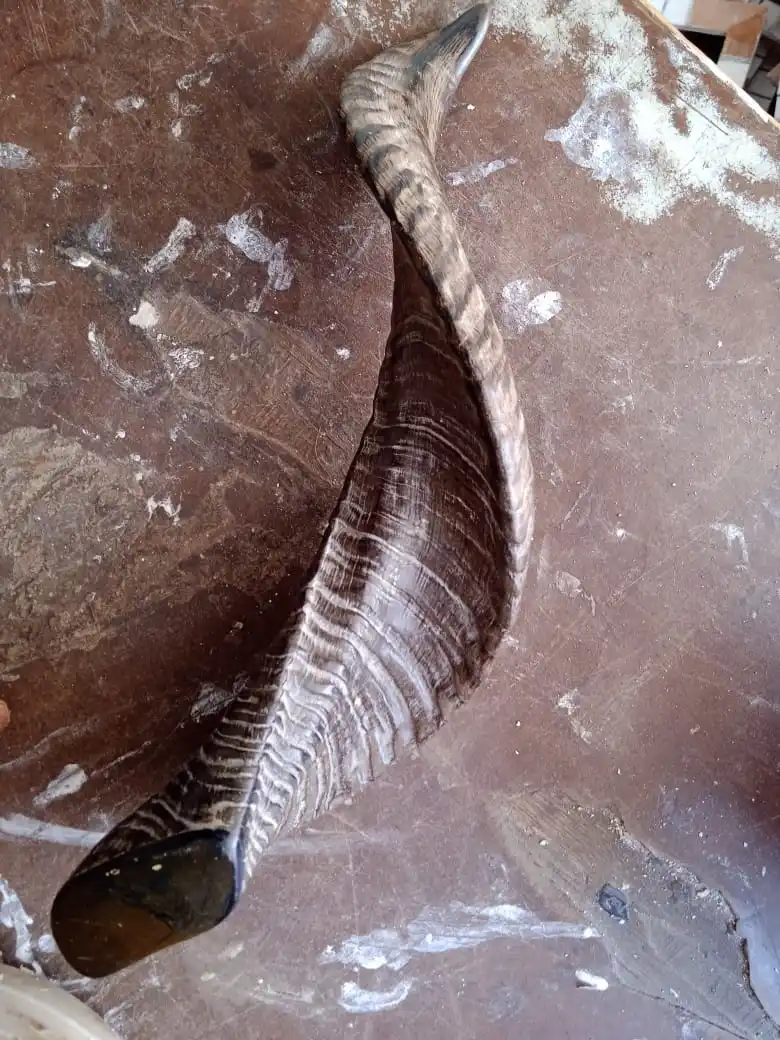 Изготовленный На Заказ очень красивый натуральный Рог shofars идеально подходит для использования в традиционных и родных церемониях подходящих перепродажи.