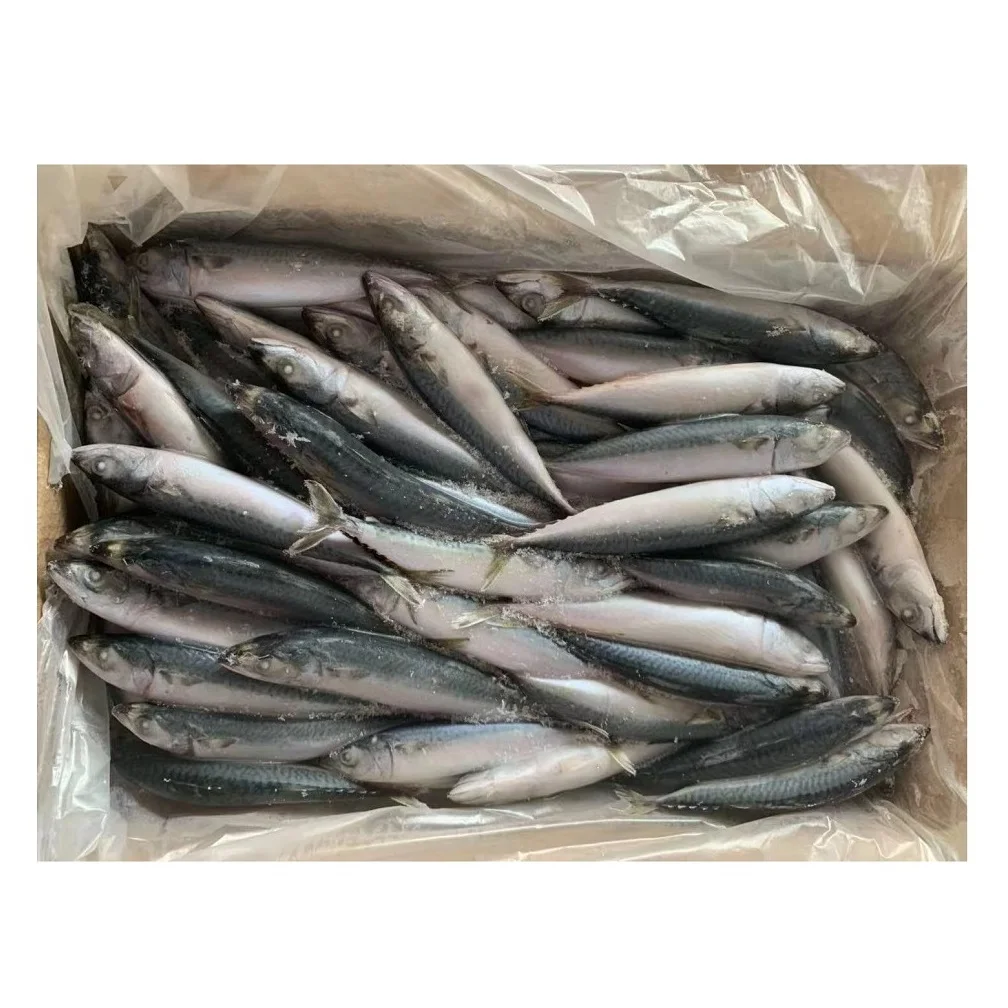 Premium Frozen Mackerel Fish Bulk Hot Sale Seafood Frozen Whole Round Pacific Fish Mackerel For Canned Food