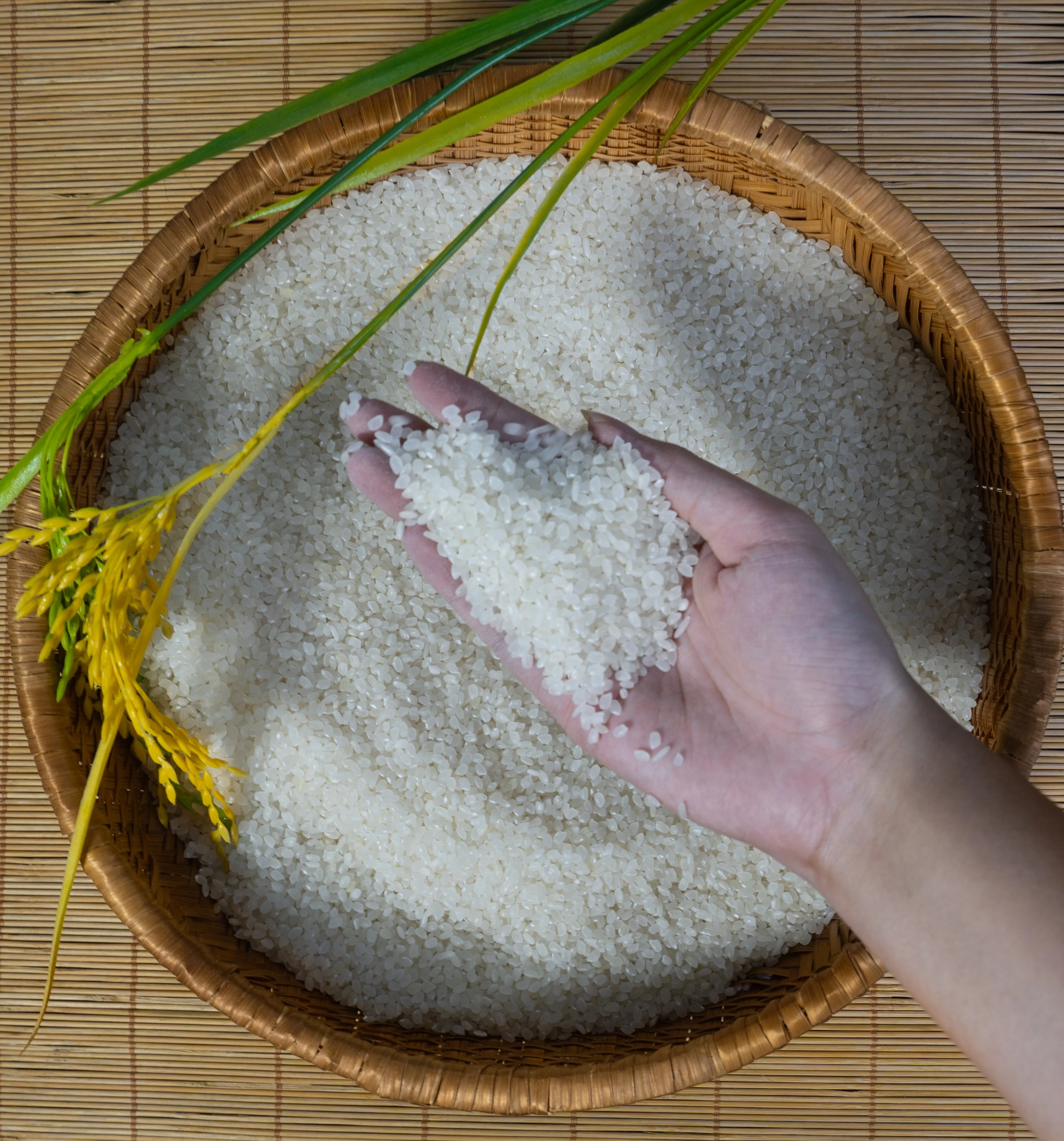 Top-Grade Japonica Rice from Vietnam - Premium Round Grain White Rice for Export at Unbeatable Prices, Vietnamese Rice