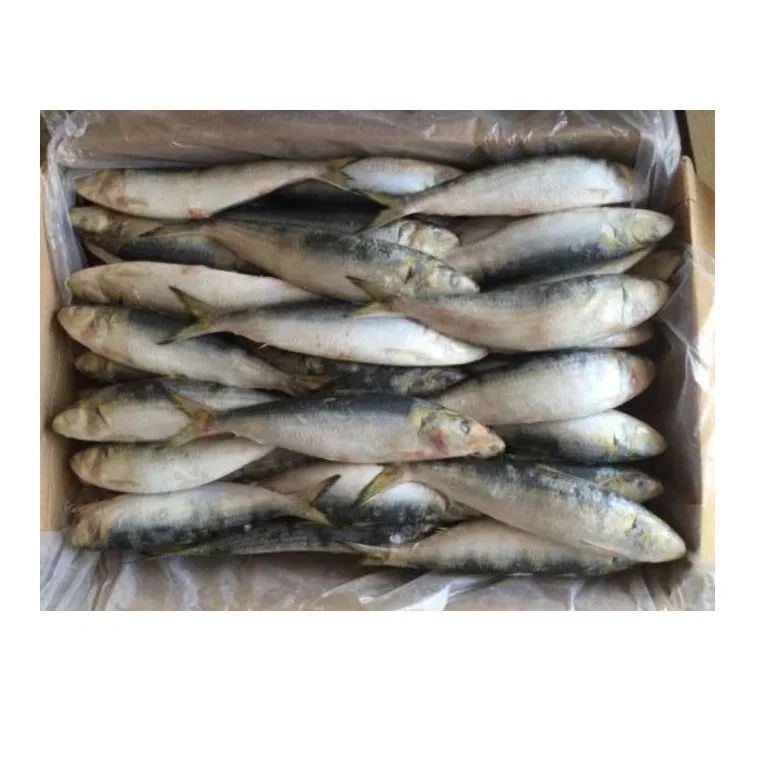 Sardine Fish Frozen Frozen Sardines Manufactures BQF Whole Round Sardine Fish