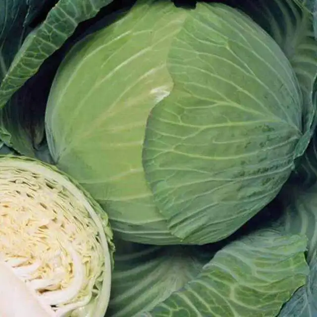 High Quality Egyptian Fresh Cabbage