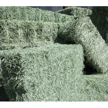 Fresh Green Alfalfa Hay/Hay Alfalfa/Animal Feed Made in Bales of All Sizes
