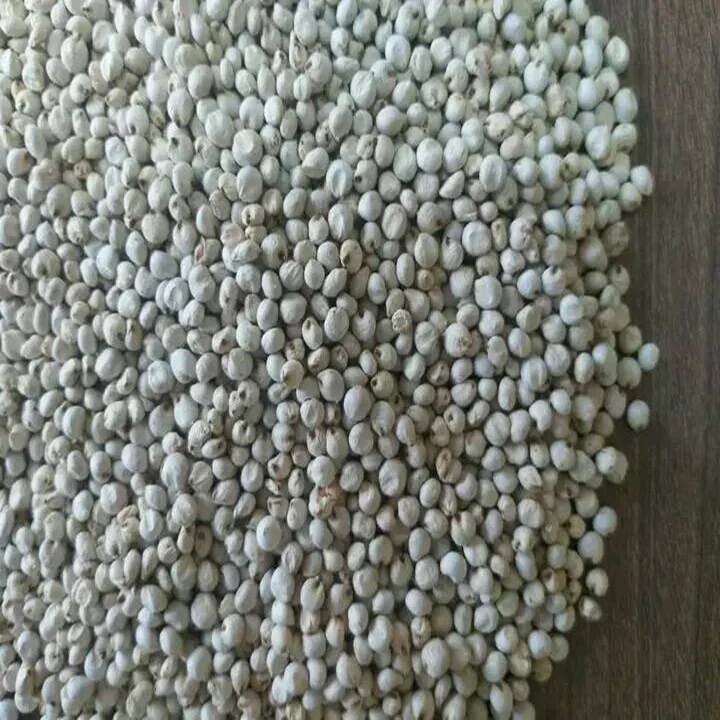 Top Quality White Sorghum Grains Made in Italy 1000Kg