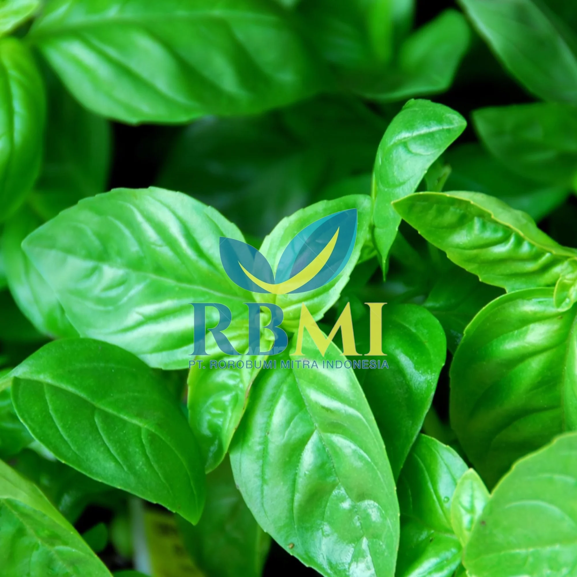 Best Selling Good Quality Basil Leaves Basil Leaf from Indonesia