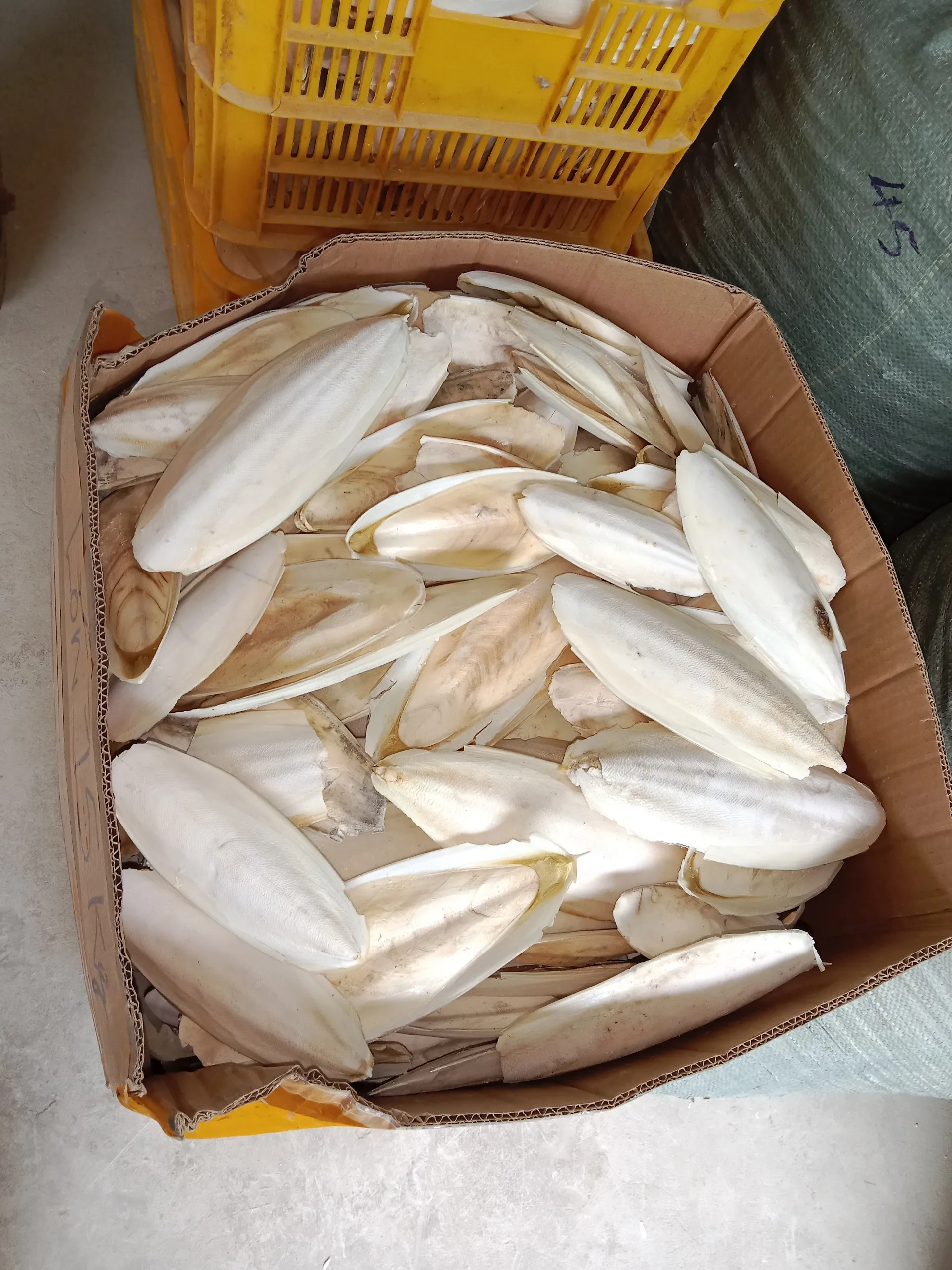 Unbleached Dried Cuttlefish Bone Mineral For Birds And Reptiles Bird Food Clean Trimmed Cuttlebone Vietnam Ossa Sepia
