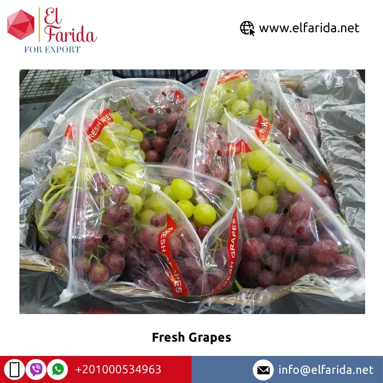 Sweet and Delicious Taste Top Quality Bulk Sale Fresh Fruit Green Grapes/ Red Grapes/ Black Grapes at Wholesale Price