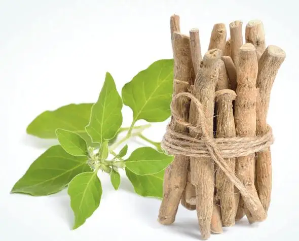 High Quality Packing Ashwagandha Roots Used to Boosts Immune System Wholesale Suppliers from India Available at Affordable Price
