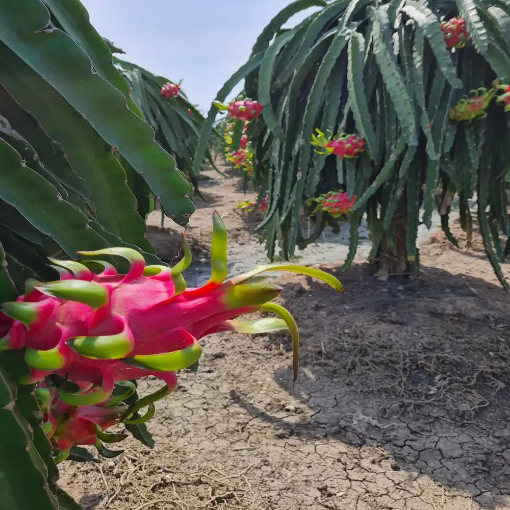 Fresh White Dragon Fruit High Quality Good Price Wholesales High Grade Best Dragon Fruit Ready To Ship