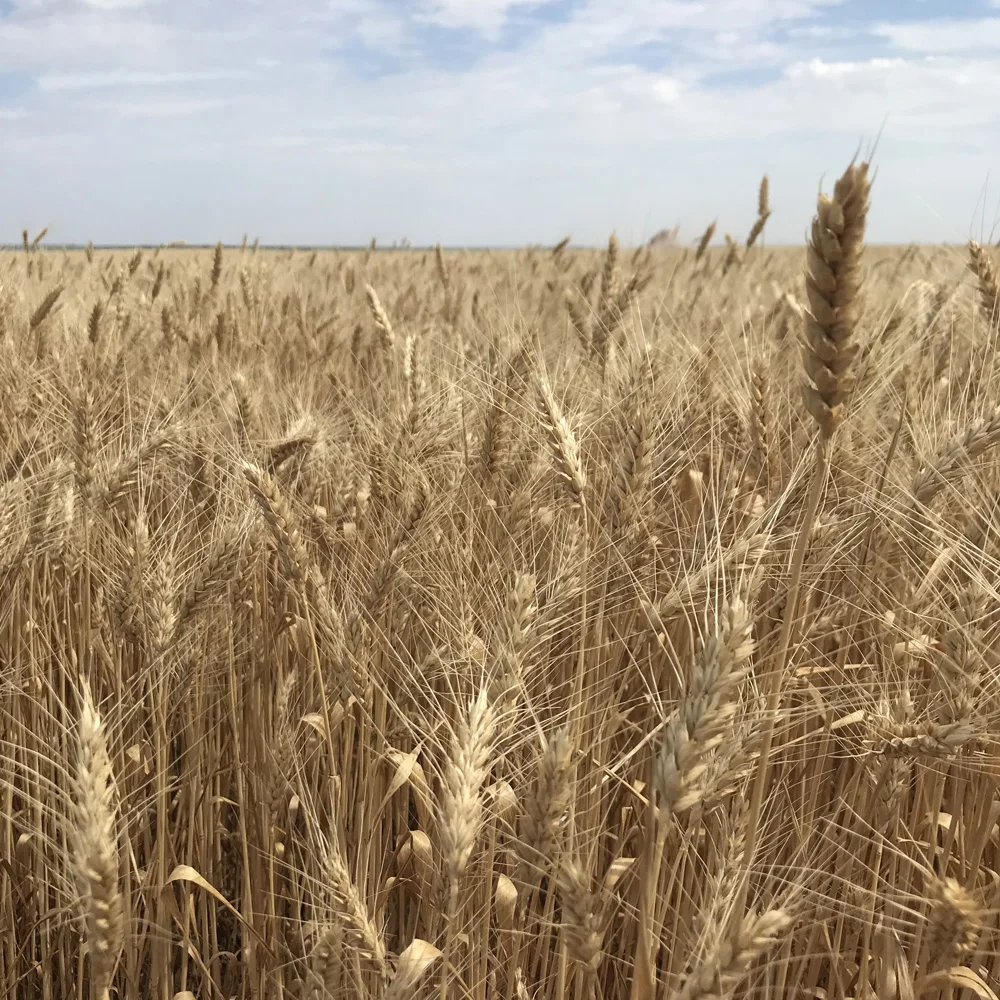 Top quality Durum Wheat grain for food industry and cooking reliable supplier beans and seeds for sale