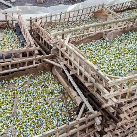 Сушеные цветы ромашки для чая традиционный стиль обработки