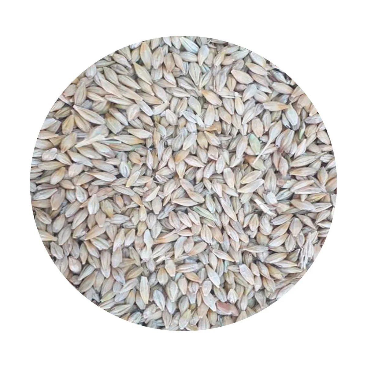 Ячмень для кормления животных оптом высококачественный продукт ячмень