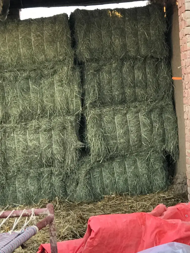 Rhodes grass pellet seed from Pakistan best dust free bales for Animal Feed Suppliers Import Export wholesale price