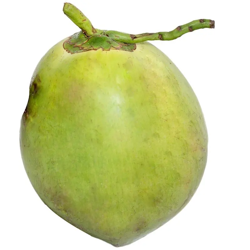 Fresh green young coconut Top quality best price coconut for wholesales made in Vietnam