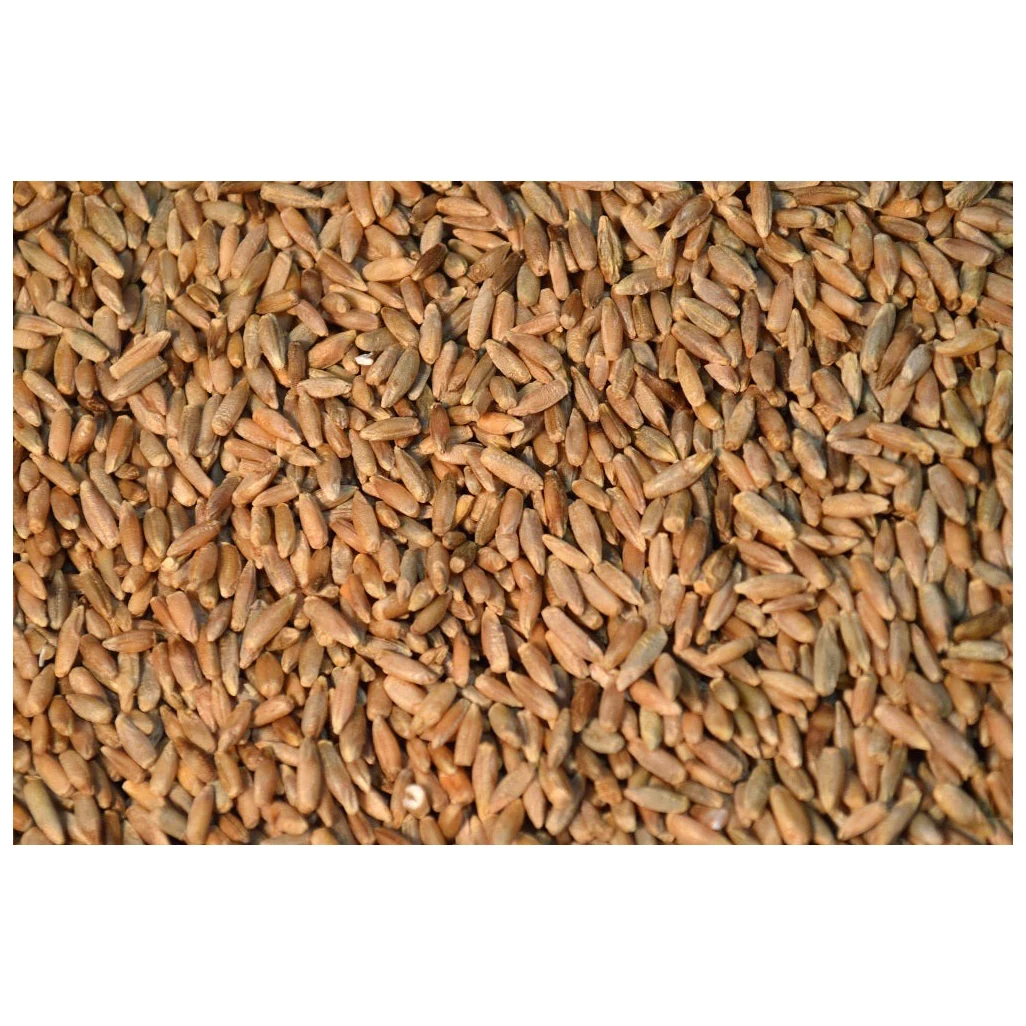 High Quality Rye GROUND FLOUR special for Rye Bread Hot Selling Price Organic Rye Grains in Bulk Top Quality