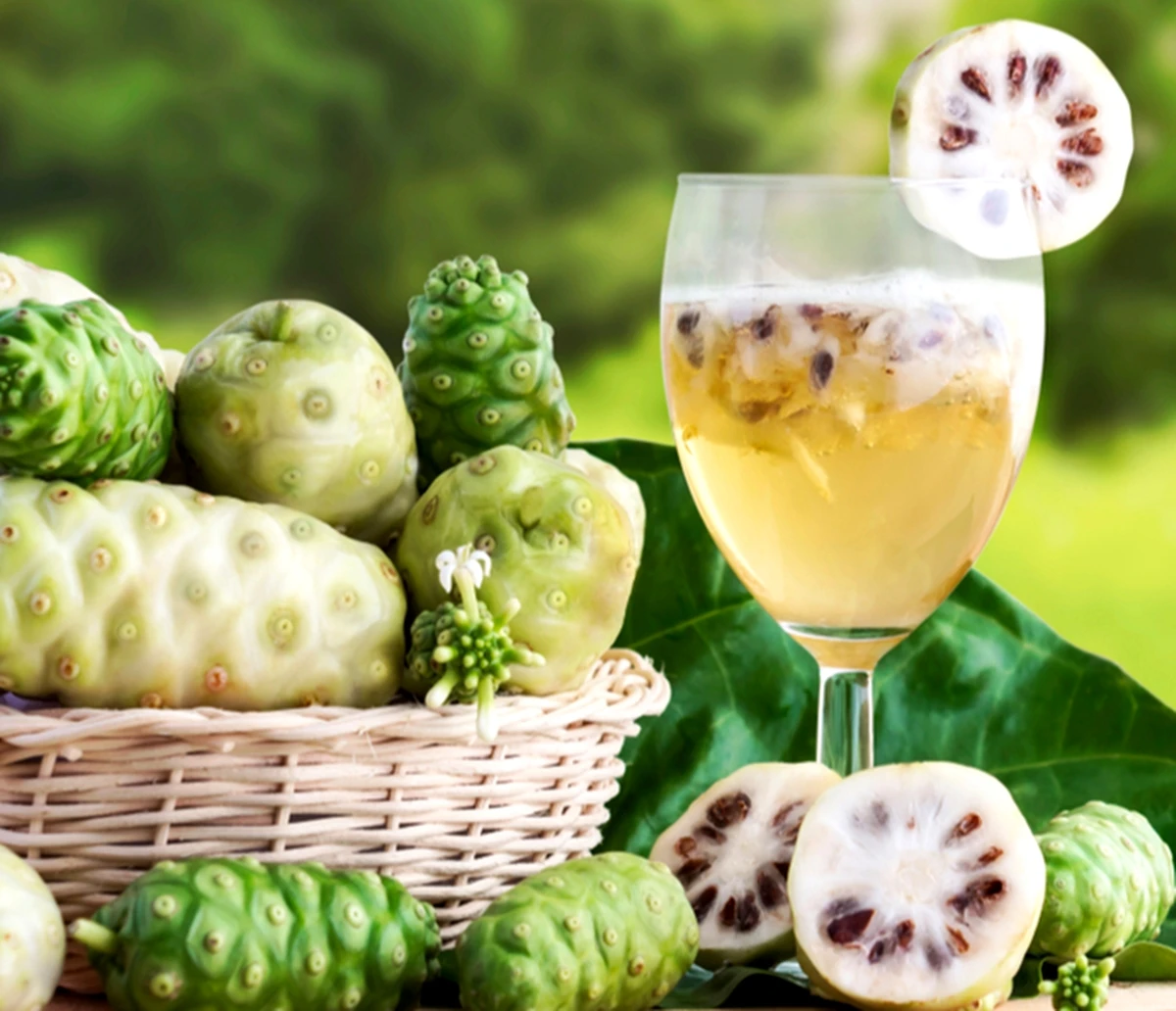 Noni Powder Herbs Noni Fruit Powder Morinda Citrifolia 100%  Pure & Natural Immune Support Supplement Antioxidant