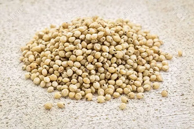 Sorghum Grains and Good Quality Red White  Sorghum