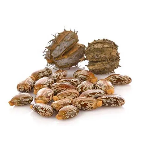 High Quality Castor Seeds / Cheap High Quality Natural Castor SEEDS