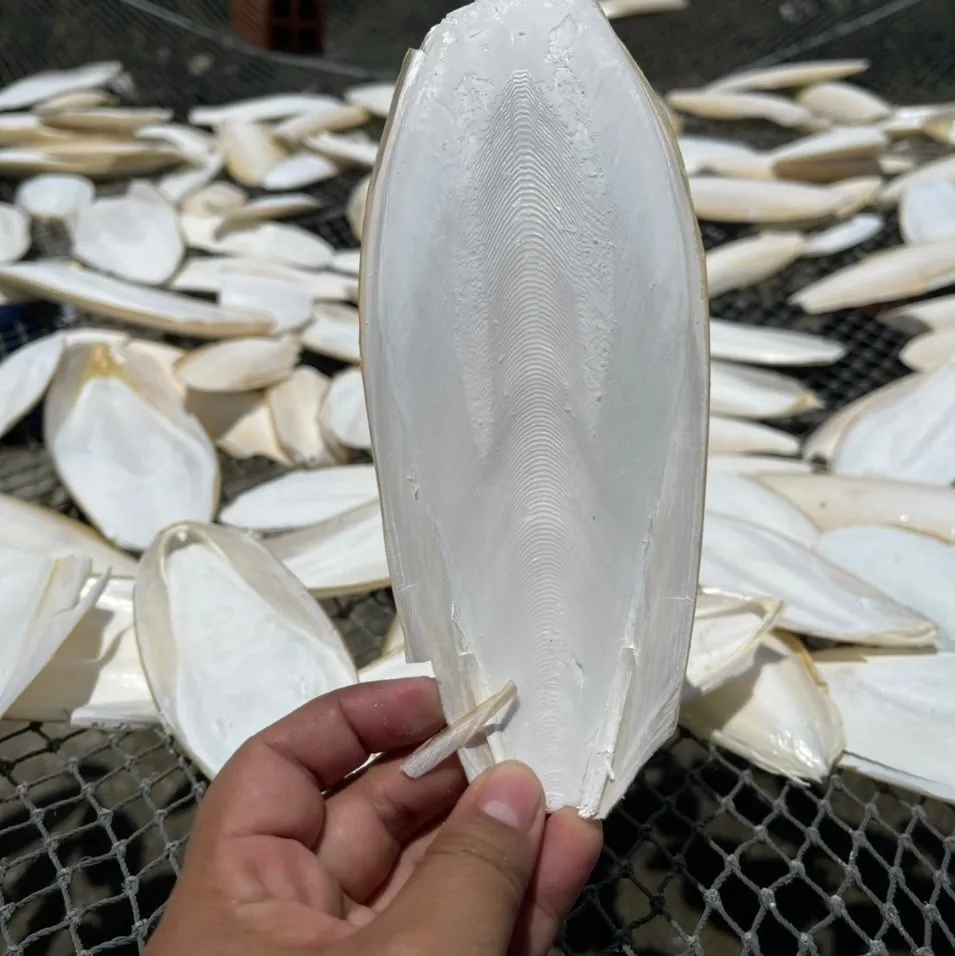 HOT I Suitable for birds I High Quality Dry Cuttlefish Bone 100% Natural Cuttlefish Bone from Vietnam/Ms.Thi +84 988 872 713