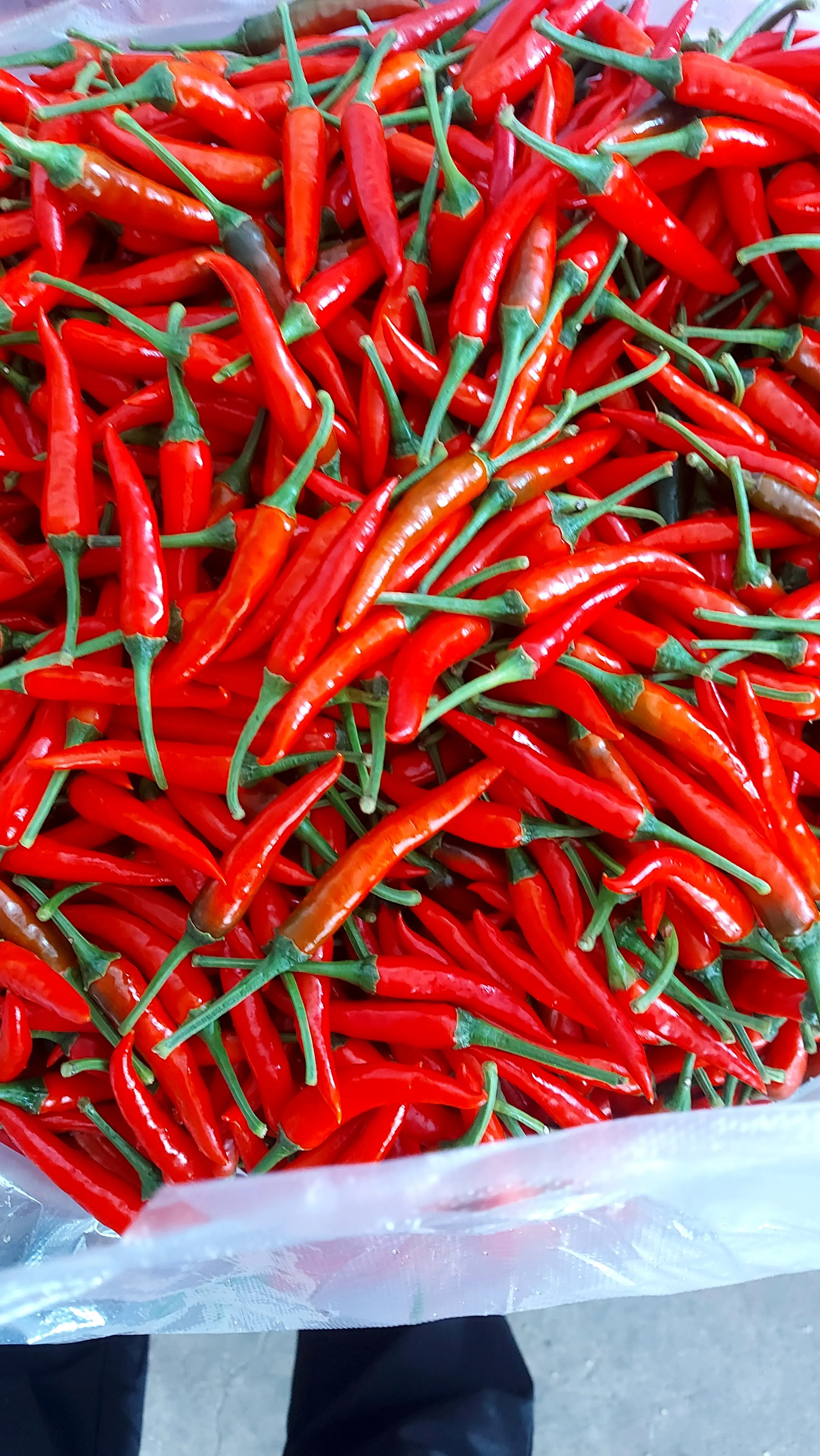 Замороженный красный чили BQf из Вьетнама, процесс замораживания специй, вакуумная упаковка, замороженные овощи