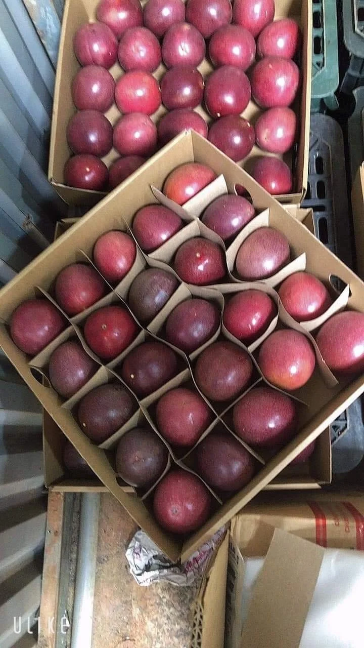 Vietnam Fresh Passion Fruits Natural Favor Supply in Bulk Cheap Price Good Quality South Mekong Supplier