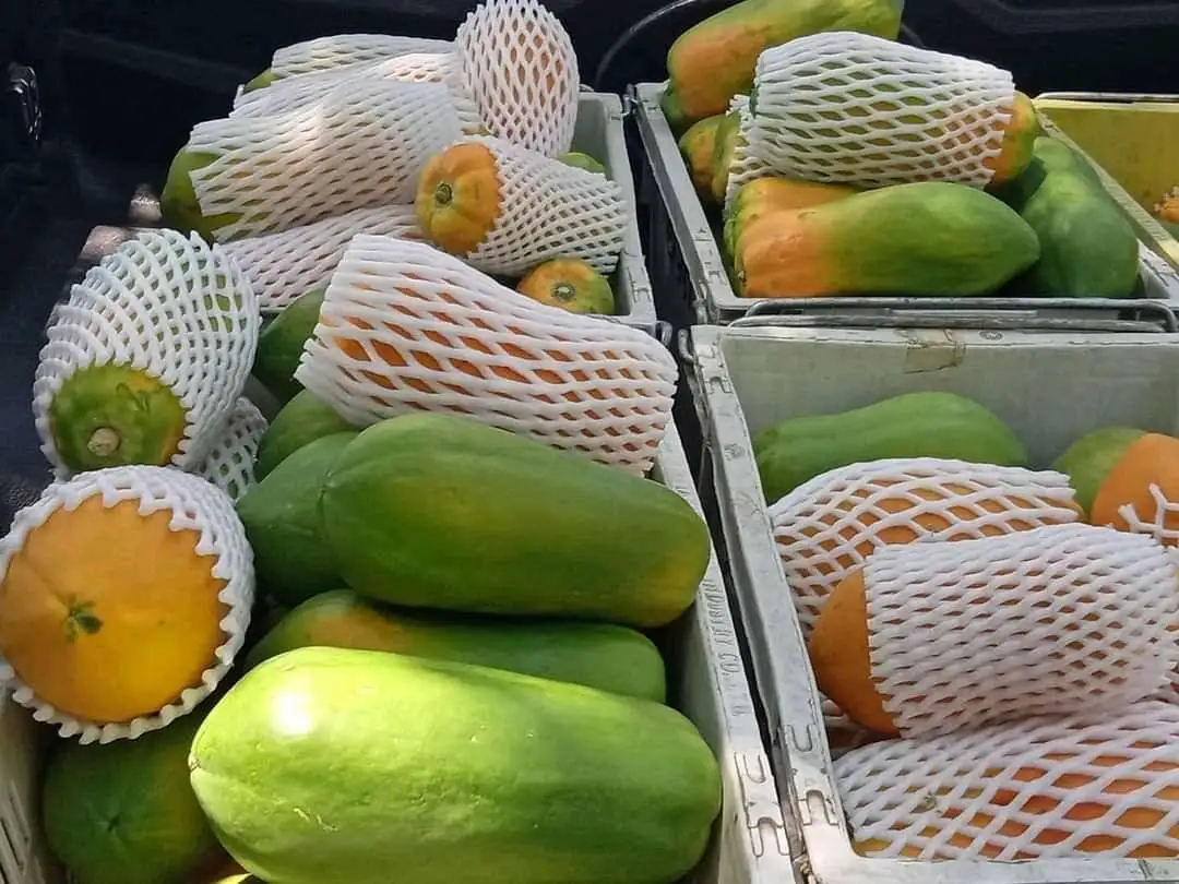 papaya4.jpg
