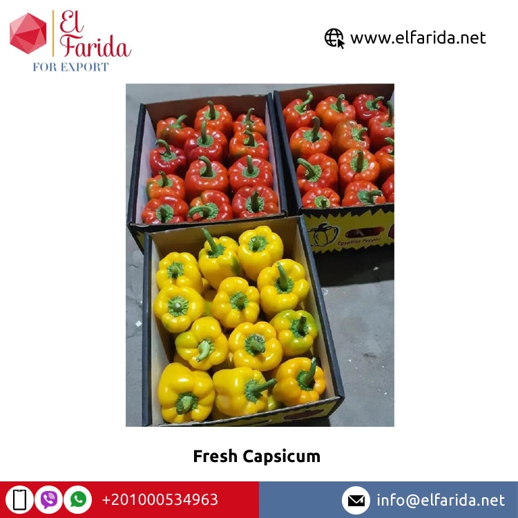 Superior Quality Best Selling 100% Natural Fresh Vegetable Colored Peppers/ Fresh Capsicum from Egypt Origin Supplier
