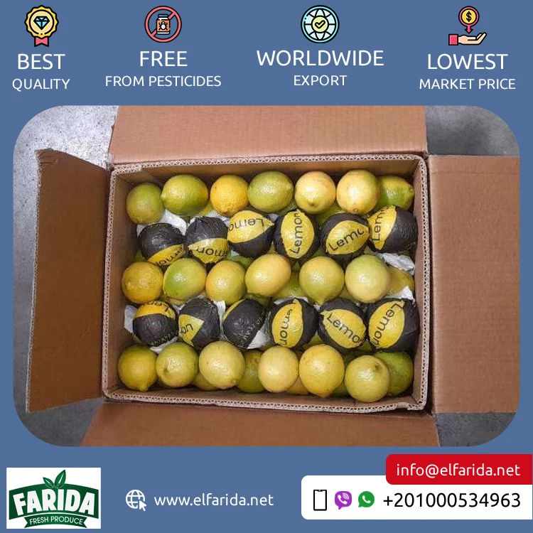 Exporter of Good Quality Top Selling Delicious and Nutritious Yellow Juicy Citrus Fruit Fresh Adalia Lemon from Egypt