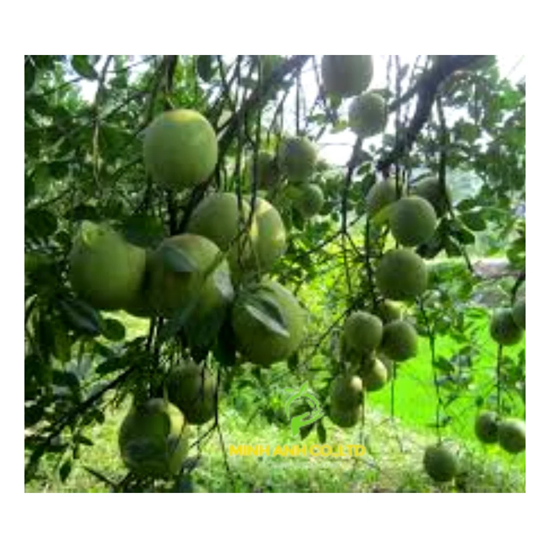 New product 2023 Fresh Sweet Red Globe Grapes Vietnam Premium Style Storage Food Organic Package Weight Origin Type Quality Size