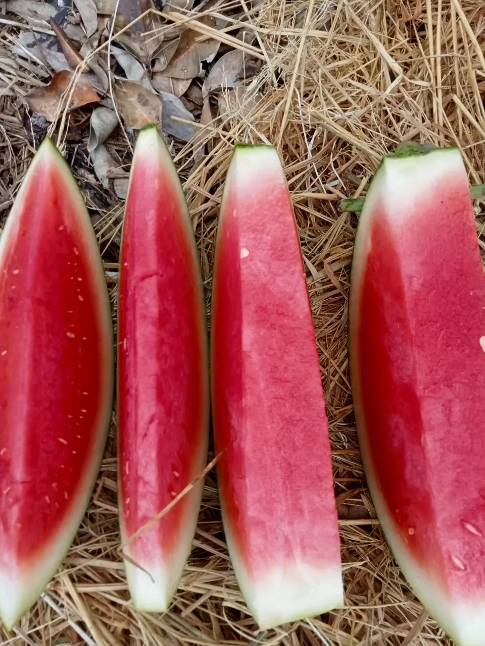 Watermelon Fresh Watermelon vietnam Water Style Organic Weight Origin Type Size Grade Express Product ISO Place Melon PORT