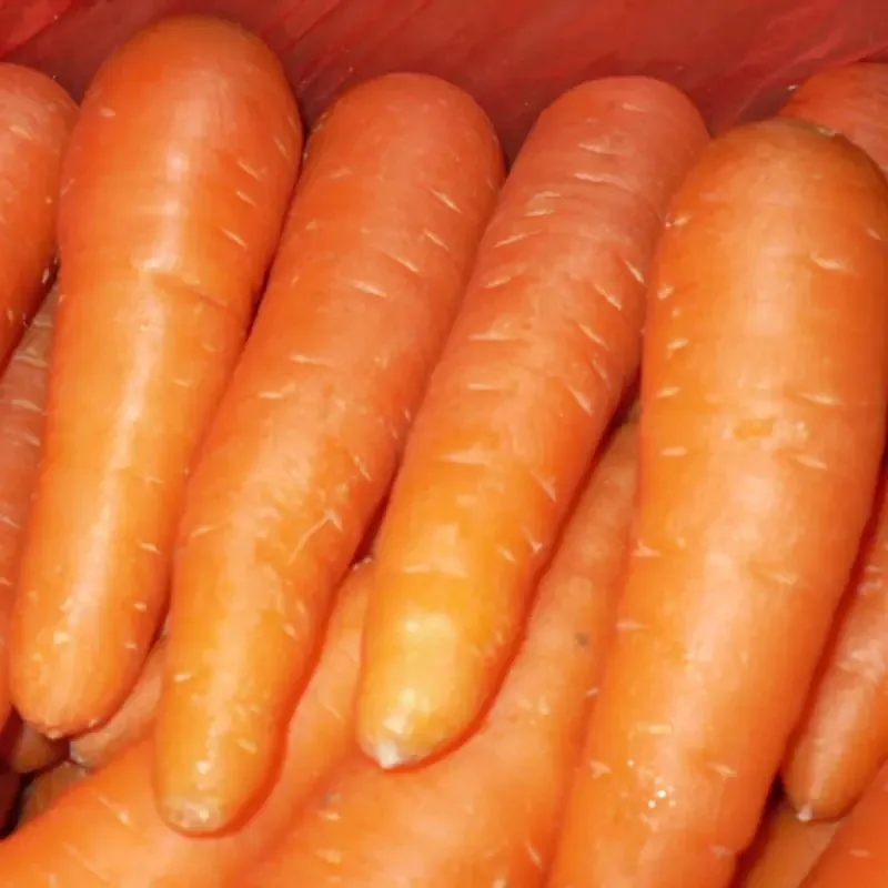 Exporting Carrots: A Growing Trend in Agricultural Industries