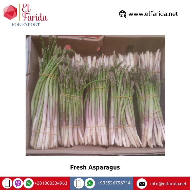 Bulk Good Quality Hot Sale 100% Natural Green Fresh Vegetables Asparagus from Egypt at Wholesale Price