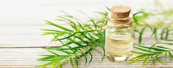 aromatherapy oil niaouli essential oil in bulk at best price