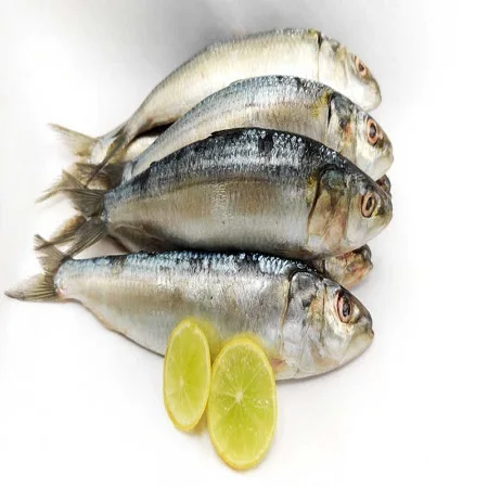 Bulk Stock Available Of Frozen Sardines Fish At Wholesale Prices