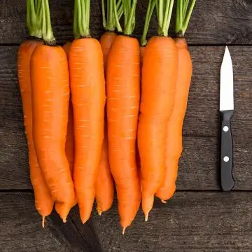 bangor carrot for sale