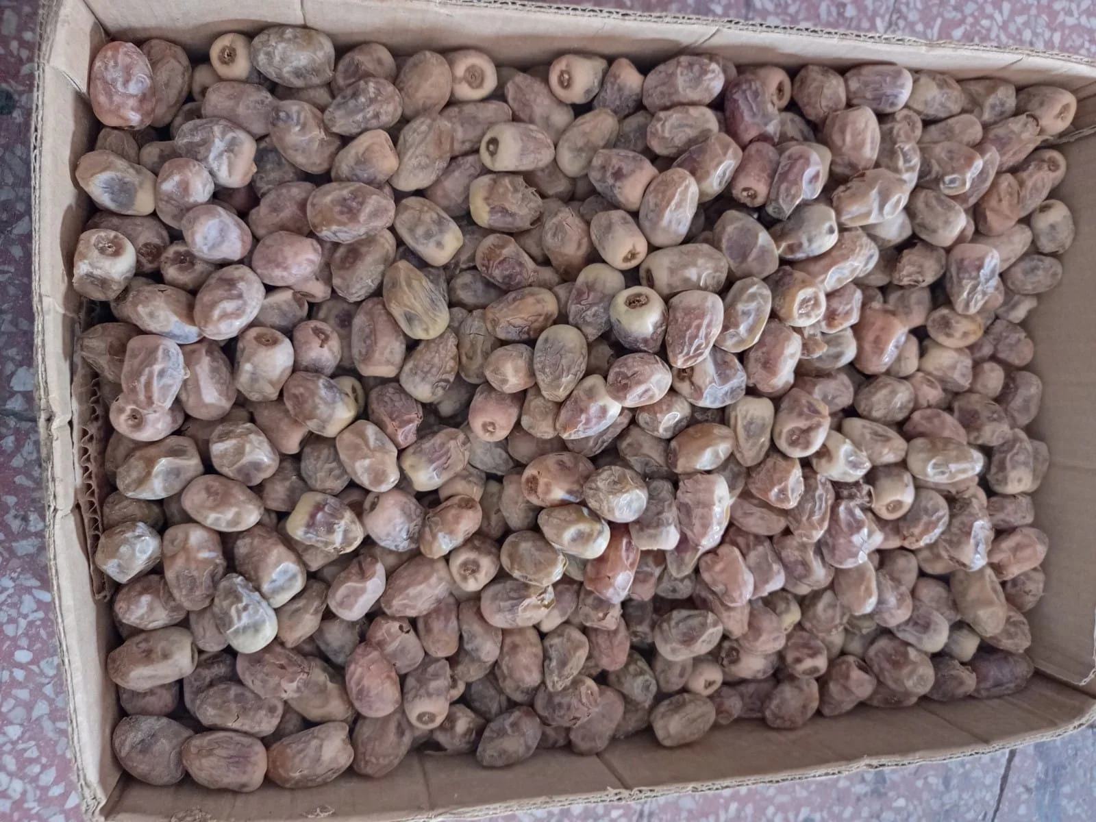 Sheshi Dates very cheap dates new harvest  2022 best quality ready for loading and shipping available customized packing