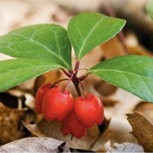 Fresh Winter Green Oil 100% pure and natural Essential Oil