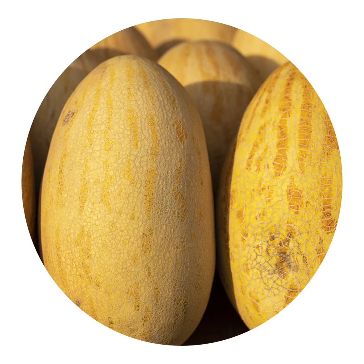 Натуральная Дыня «торпеда» из Узбекистана для продажи оптом