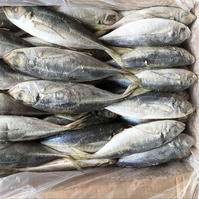 Замороженная скумбрия Мавритании высокого качества Синий Тихий 6-8 шт./кг для консервирования 250 г рыбы Индонезия Мозамбик 68pcskg из Кореи