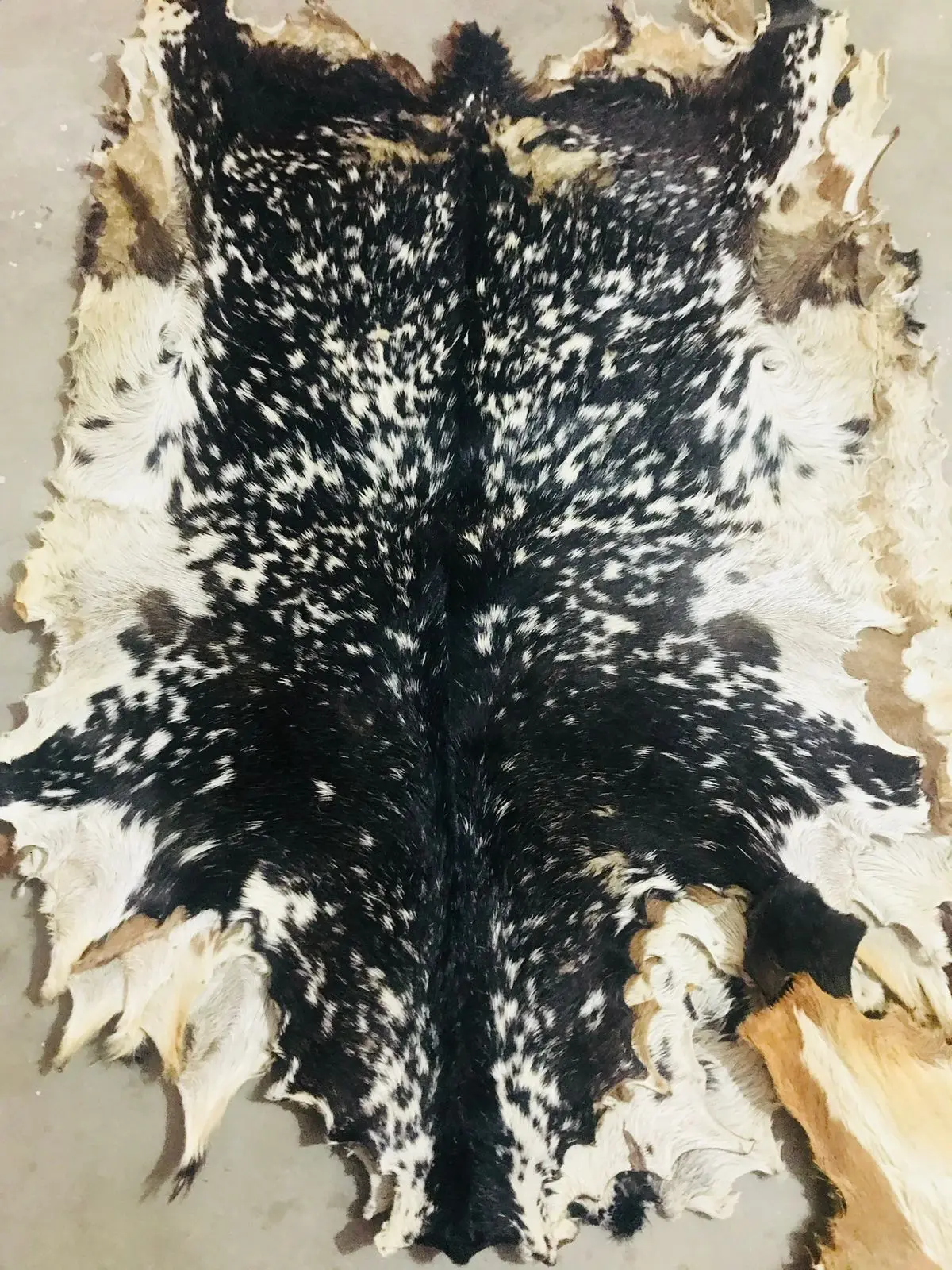 Vellum Head Full Goat skin with Hair