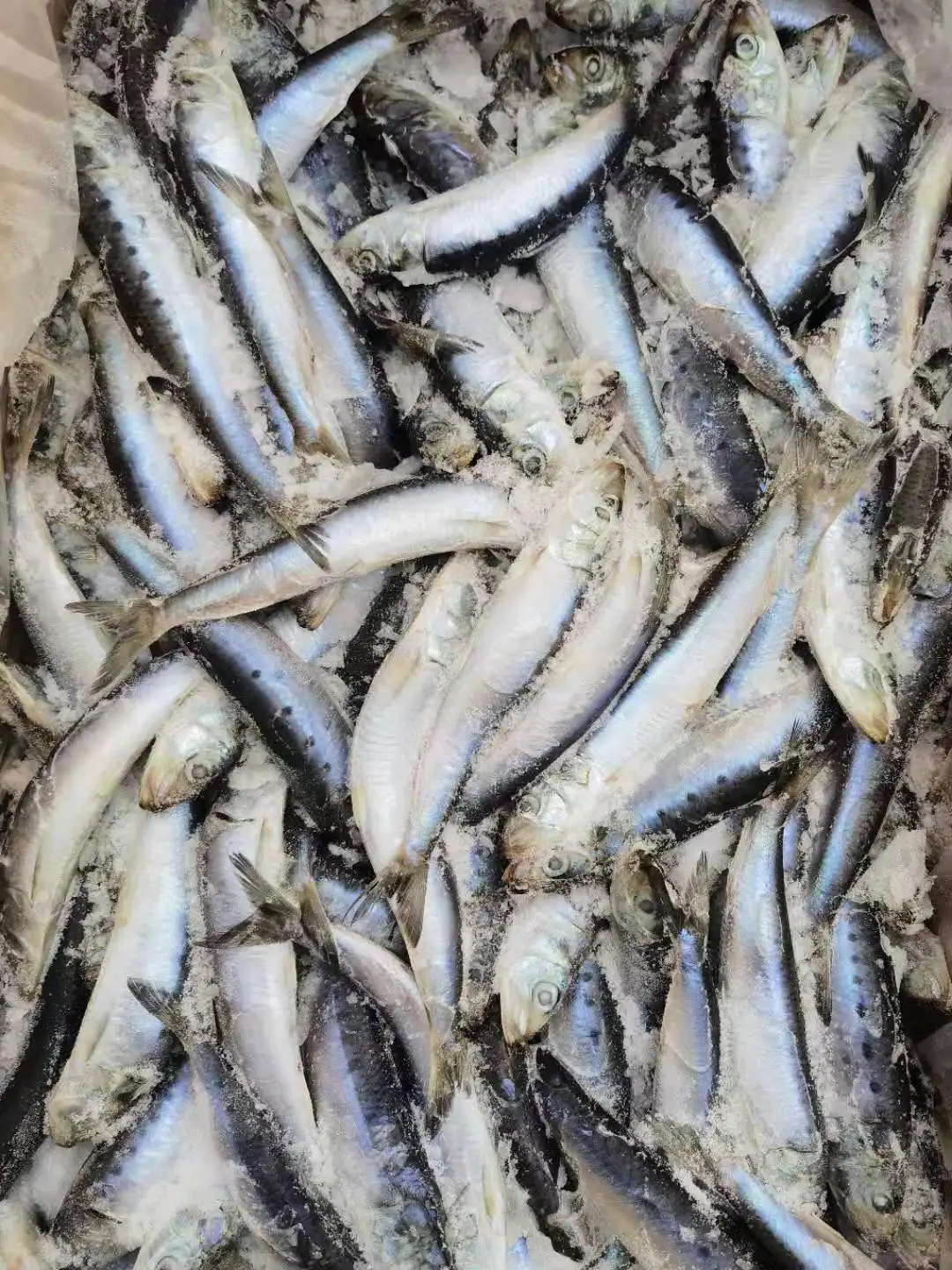 Горячая Распродажа свежих морепродуктов iqf замороженные сардины оптом Замороженные цельные от китайских поставщиков