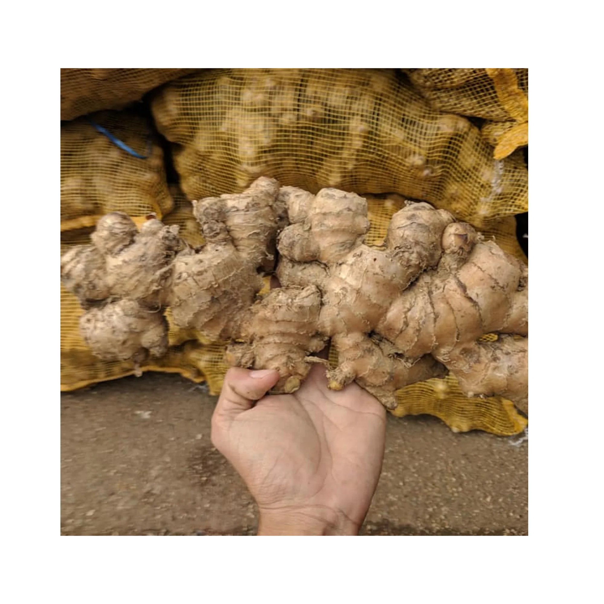 Enhance Your Health and Cooking with Fresh Ginger: Benefits, Recipes, and Tips