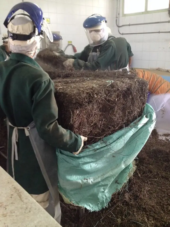 Желе из черной травы Вьетнам