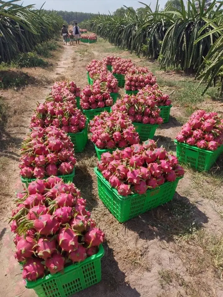 Super Sale High Quality IQF Frozen Red Dragon Fruit with Global Gap Certificated Red Dragon Fruit from Vietnam