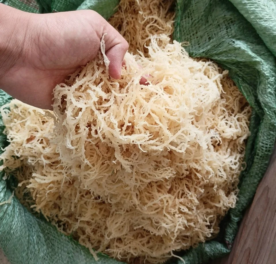 Natural Golden Wild-Growing White Irish Sea Moss Dried Eucheuma Cottonii Seaweed in Bulk Powder Packaging Nori Product - ANNA DO