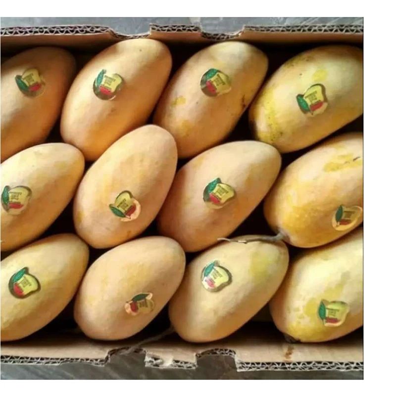 Export fresh quality Pakistani Mango Sindhri Fresh Mango from Pakistan OEM ODM customization logo for mango