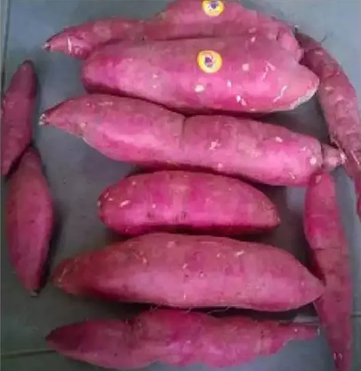 Cheap price Sweet Potato 10kg per Box Cultivation Type COMMON Cool place Storage 16 in Size