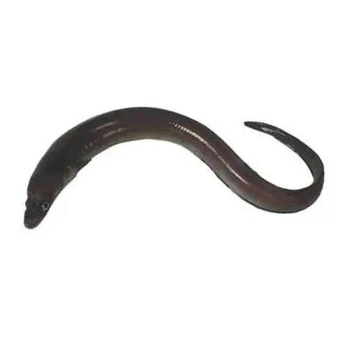 Fresh Top Quality Export Oriented Fresh Live Eel Fish Wholesale in Cheap Price Live Eels Conger Eel AD Bangladesh Life Eat 1 Kg
