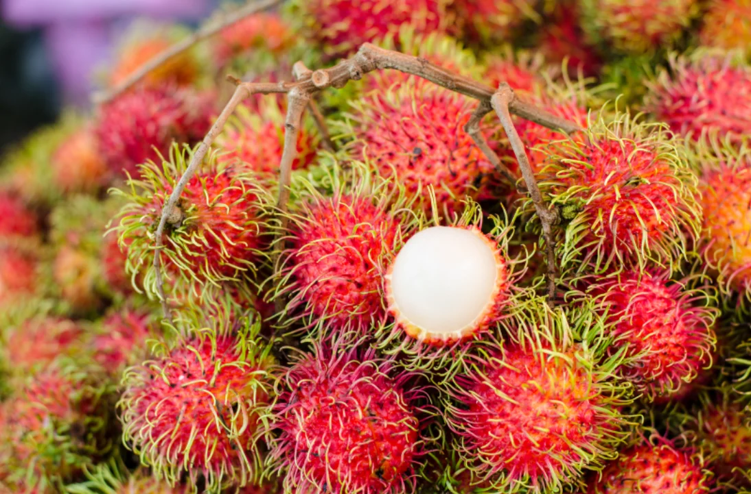 Supervisor Quality Sweet Taste Fresh Rambutan From TW6 Vietnam