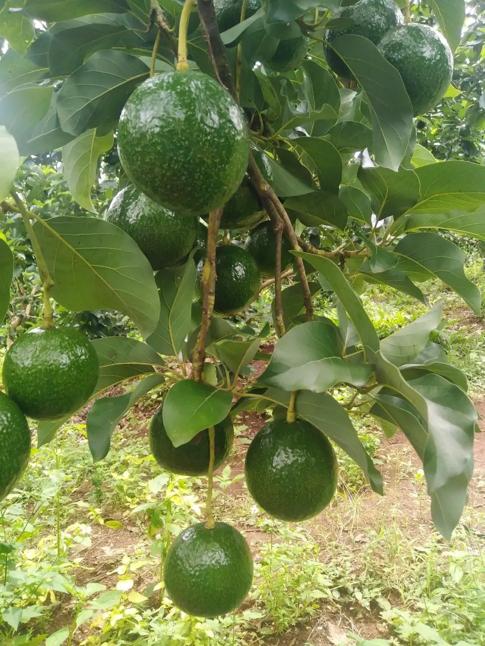 CUSTOMIZED BRAND AVOCADO FROM VIETNAM - HASS AVOCADO FOR EXPORT WITH THE BEST PRICE STANDARD HIGH TROPICAL FRUIT AVAILABLE