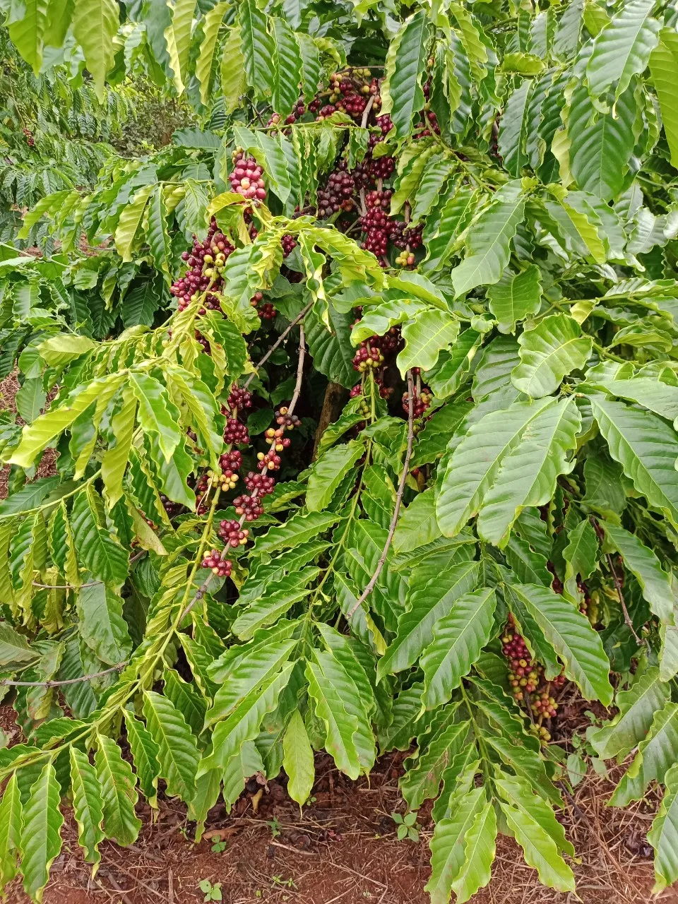60kg Jute Bag Green Arabica Coffee Beans Sceen 16/18 From Best Coffee In Vietnam